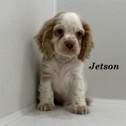 puppy, for, sale, Cocker Spaniel, Joe & Cherri  Overlease, dog, breeder, Miller, MO, dog-breeder, puppy-for-sale, forsale, nearby, find, puppyfind, locator, puppylocator, aca
